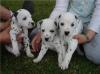 Puppies for sale Romania, Bucharest Dalmatian
