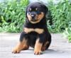 Puppies for sale Netherlands, Maastricht Rottweiler