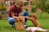 Puppies for sale Cyprus, Ayia Napa Mixed breed, Cockapoo