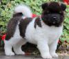 Puppies for sale Cyprus, Larnaca Akita