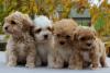 Puppies for sale Italy, Parma , Havapoo