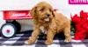Puppies for sale Germany, Cottbus , Cockapoo