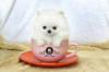 Puppies for sale Malta, Valletta Pomeranian Spitz