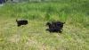 Puppies for sale Cyprus, Nicosia Airedale