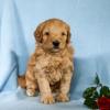 Puppies for sale Greece, Trikala , Cockapoo