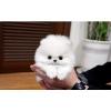 Puppies for sale USA, Louisiana Pomeranian Spitz