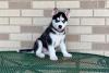 Puppies for sale Germany, Cologne Haski