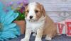 Puppies for sale Sweden, Stockholm , cavapoo