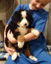 Puppies for sale Cyprus, Larnaca Bernese Mountain Dog