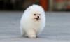 Puppies for sale Finland, Helsinki Pomeranian Spitz