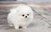 Puppies for sale Cyprus, Nicosia Pomeranian Spitz
