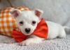 Puppies for sale Italy, Palermo Chihuahua