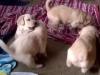 Puppies for sale Portugal, Lisbon Golden Retriever