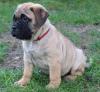 Puppies for sale Denmark, Kopenagen Bullmastiff
