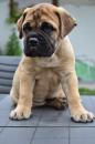 Puppies for sale Poland, Warsaw Bullmastiff