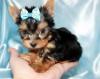Puppies for sale Cyprus, Nicosia Yorkshire Terrier
