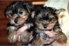 Puppies for sale Germany, Berlin Yorkshire Terrier