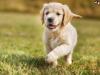 Puppies for sale Italy, Milan Golden Retriever