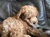 Puppies for sale Netherlands, NEC Toy-poodle