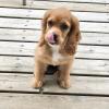 Puppies for sale Romania, Craiova , Cocker-Spaniel Puppies