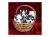 Puppies for sale USA, California, San Francisco Haski