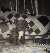 Puppies for sale Romania, Constanta French Bulldog