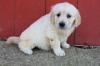 Puppies for sale Spain, Valencia Golden Retriever