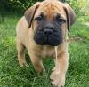 Puppies for sale Germany, Oranienburg Bullmastiff