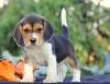 Puppies for sale Hungary, Budapest Beagle