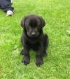 Puppies for sale Cyprus, Larnaca Labrador