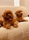 Puppies for sale Italy, Turin Toy-poodle