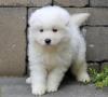 Puppies for sale Poland, Warsaw Samoyed dog (Samoyed)