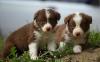 Puppies for sale Germany, Weimar Collie