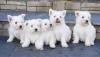 Puppies for sale Czech Republic, Ostrava West Highland White Terrier