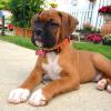 Puppies for sale Cyprus, Larnaca Boxer