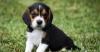 Puppies for sale Germany, Braunschweig Beagle