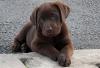 Puppies for sale Poland, Warsaw Labrador