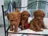 Puppies for sale Poland, Warsaw Toy-poodle