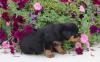 Puppies for sale Greece, Thessaloniki Rottweiler