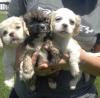 Puppies for sale Romania, Bucharest , cockapoo