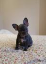 Puppies for sale Netherlands, Tilburg French Bulldog