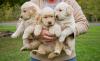 Puppies for sale Netherlands, The Hague Golden Retriever