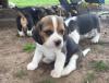Puppies for sale Belgium, Charleroi Beagle