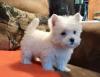 Puppies for sale Belgium, Liege West Highland White Terrier