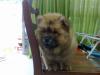 Puppies for sale Romania, Bucharest Chow Chow