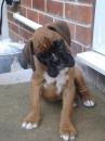 Puppies for sale Cyprus, Larnaca Boxer