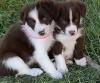 Puppies for sale Germany, Braunschweig Border Collie