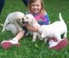 Puppies for sale Luxembourg, Luxembourg Labrador