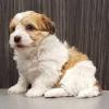Puppies for sale Czech Republic, Prague Havanese
