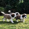 Puppies for sale Belgium, Brussels , Saint Bernard Puppies